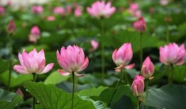 莲花在线最新爆料,最新爆料背后的惊人真相