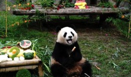 上海熊猫爆料事件最新,真相与争议交织的动物保护风波