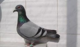 网红吃瓜鸽子是真的吗视频,真相揭秘还是炒作？