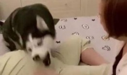 哈哥被爆料视频大全最新,揭秘背后真相与争议