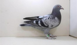 网红吃瓜鸽子是真的吗视频,真相揭秘还是炒作？