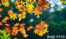 枫丹植物爆料视频播放,探寻神秘大陆的绿色奇迹