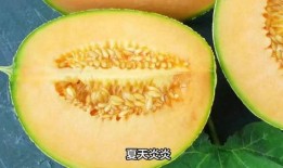网红哈密瓜能放多久吃,保鲜技巧揭秘，教你如何延长美味时光