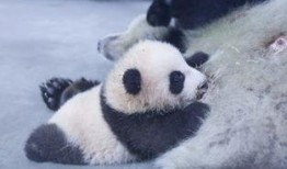 上海熊猫爆料事件最新,真相与争议交织的动物保护风波