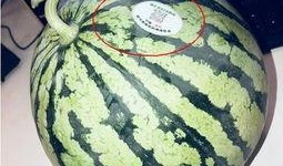 沧州吃瓜网红,揭秘当地美食与趣事