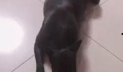 主播扎狗爆料是谁啊视频,是谁在背后操纵？