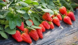 草莓农药爆料事件视频大全,揭露食品安全背后的真相